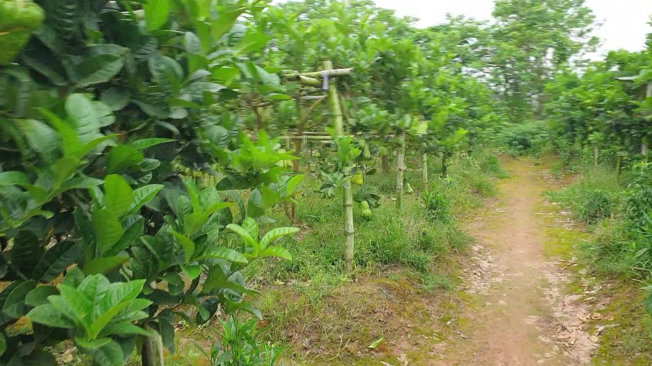 Tinh dầu Phật Thủ